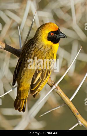 Ein männlicher südlicher Maskenweber (Ploceus velatus), der auf einem Zweig in Südafrika thront Stockfoto