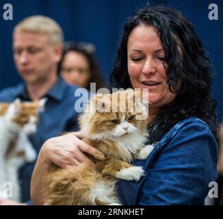 (170402) -- TRAKAI, 2. April 2017 -- Eine Katze wird auf der Internationalen Katzenausstellung in Trakai, Litauen, am 2. April 2017 gesehen. Vom 1. April bis 2. April findet in Trakai, einem berühmten Seebad über 30 km westlich von Vilnius, der Hauptstadt Litauens, eine internationale Katzenausstellung statt. ) (Sxk) LITAUEN-TRAKAI-INTERNATIONAL CAT SHOW AlfredasxPliadis PUBLICATIONxNOTxINxCHN TRAKAI 2. April 2017 A Cat IS Lakes AUF der International Cat Show in Trakai Litauen 2. April 2017 bis International Cat Show IS Hero in Trakai, einem berühmten Lake Resort über 30 km WESTLICH von Vilnius Hauptstadt von Litauen vom 1. April bis April sxk Lithuania TR Stockfoto