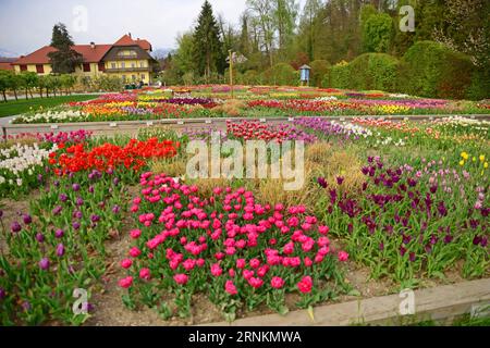 (170412) -- LJUBLJANA, 12. April 2017 -- Foto vom 12. April 2017 zeigt ein Tulpenmeer am Volcji Potok Arboretum bei Kamnik, Slowenien. Mehr als zwei Millionen Tulpen und andere Frühlingszwiebeln blühen jedes Jahr im April und Mai im Volcji Potok Arboretum, der meistbesuchten Gartenbauanlage Sloweniens. ) SLOWENIEN-KAMNIK-VOLCJI POTOK ARBORETUM-TULIPS MaticxStojs PUBLICATIONxNOTxINxCHN 170412 Ljubljana 12. April 2017 Foto aufgenommen AM 12. April 2017 zeigt ein TULPENMEER im Potok Arboretum bei Kamnik Slowenien mehr als zwei Millionen TULPEN und andere Frühlingszwiebeln blühen im April und Ma Stockfoto