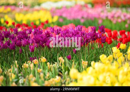 (170412) -- LJUBLJANA, 12. April 2017 -- Foto vom 12. April 2017 zeigt ein Tulpenmeer am Volcji Potok Arboretum bei Kamnik, Slowenien. Mehr als zwei Millionen Tulpen und andere Frühlingszwiebeln blühen jedes Jahr im April und Mai im Volcji Potok Arboretum, der meistbesuchten Gartenbauanlage Sloweniens. ) SLOWENIEN-KAMNIK-VOLCJI POTOK ARBORETUM-TULIPS MaticxStojs PUBLICATIONxNOTxINxCHN 170412 Ljubljana 12. April 2017 Foto aufgenommen AM 12. April 2017 zeigt ein TULPENMEER im Potok Arboretum bei Kamnik Slowenien mehr als zwei Millionen TULPEN und andere Frühlingszwiebeln blühen im April und Ma Stockfoto