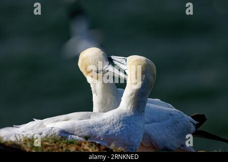 Zwei Gannets in Flamborough gehen in Yorkshire, Großbritannien, sitzen auf einer Klippe und grüßen einander Stockfoto