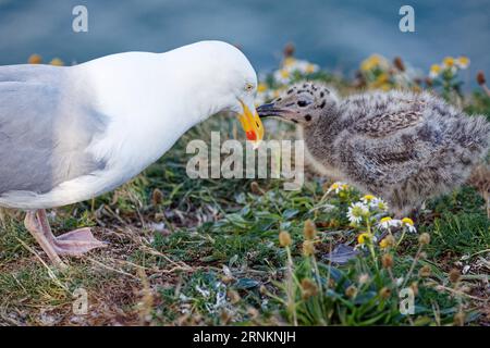 Möwe und Küken Stockfoto