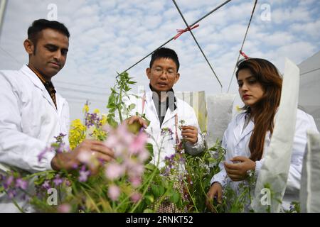 (170418) -- NANCHANG, 18. April 2017 -- Lin Qing (R) und Ma Ke (L) mit ihrem Vorgesetzten Fu Donghui überprüfen Blumen auf dem Testfeld von Rapsblüten an der Jiangxi Agricultural University in Nanchang, Hauptstadt der ostchinesischen Provinz Jiangxi, 14. März 2017. Das pakistanische Ehepaar Hira Khanzada und Ghulam Mustafa Wassan, die sich die chinesischen Namen Lin Qing und Ma Ke gaben, sind Doktoranden der Jiangxi Agricultural University in Genetik und Züchtung. Sie teilten gemeinsame Interessen an Pflanzen und verliebten sich in Islamabad und kamen 2010 zur Weiterbildung nach China. Jetzt haben sie c Stockfoto