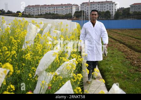 (170418) -- NANCHANG, 18. April 2017 -- Ma Ke spaziert auf dem Testfeld der Rapsblüten an der Jiangxi Agricultural University in Nanchang, Hauptstadt der ostchinesischen Provinz Jiangxi, 14. März 2017. Das pakistanische Ehepaar Hira Khanzada und Ghulam Mustafa Wassan, die sich die chinesischen Namen Lin Qing und Ma Ke gaben, sind Doktoranden der Jiangxi Agricultural University in Genetik und Züchtung. Sie teilten gemeinsame Interessen an Pflanzen und verliebten sich in Islamabad und kamen 2010 zur Weiterbildung nach China. Jetzt haben sie Rapsblüten in 13 Farben unter der Leitung von supe angebaut Stockfoto