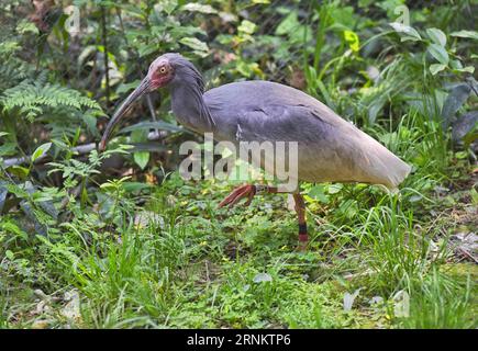 (170419) -- CHENGDU, 19. April 2017 -- in einem Zuchtzentrum der Sichuan Provincial Academy of Natural Resources Sciences in Emeishan, Südwestchinas Provinz Sichuan, 19. April 2017, wird Ein Wappenibis gesehen. Am Dienstag und Mittwoch schlüpften zwei Ibis-Küken in einem künstlichen Zuchtzentrum für die gefährdeten Arten in Sichuan, sagten die lokalen Behörden. Die beiden Ibis-Küken mit Kämmen wogen 55,3 g bzw. 51,7 g und waren laut der Öffentlichkeitsabteilung der Stadt Emeishan, Sichuan, in guter Gesundheit. In den letzten drei Jahrzehnten war die Bevölkerung von Wappenibis in China Stockfoto