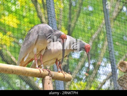 (170419) -- CHENGDU, 19. April 2017 -- Crested Ibises werden in einem Zuchtzentrum der Sichuan Provincial Academy of Natural Resources Sciences in Emeishan, südwestchinesische Provinz Sichuan, 19. April 2017 gesehen. Am Dienstag und Mittwoch schlüpften zwei Ibis-Küken in einem künstlichen Zuchtzentrum für die gefährdeten Arten in Sichuan, sagten die lokalen Behörden. Die beiden Ibis-Küken mit Kämmen wogen 55,3 g bzw. 51,7 g und waren laut der Öffentlichkeitsabteilung der Stadt Emeishan, Sichuan, in guter Gesundheit. In den letzten drei Jahrzehnten war die Bevölkerung von Wappenibis in China Stockfoto