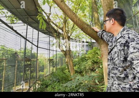 (170419) -- CHENGDU, 19. April 2017 -- Ein Mitarbeiter beobachtet die Crested Ibises in einem Zuchtzentrum der Sichuan Provincial Academy of Natural Resources Sciences in Emeishan, südwestchinesische Provinz Sichuan, 19. April 2017. Am Dienstag und Mittwoch schlüpften zwei Ibis-Küken in einem künstlichen Zuchtzentrum für die gefährdeten Arten in Sichuan, sagten die lokalen Behörden. Die beiden Ibis-Küken mit Kämmen wogen 55,3 g bzw. 51,7 g und waren laut der Öffentlichkeitsabteilung der Stadt Emeishan, Sichuan, in guter Gesundheit. In den letzten drei Jahrzehnten war die Bevölkerung von cre Stockfoto