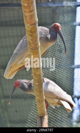 (170419) -- CHENGDU, 19. April 2017 -- Crested Ibises werden in einem Zuchtzentrum der Sichuan Provincial Academy of Natural Resources Sciences in Emeishan, südwestchinesische Provinz Sichuan, 19. April 2017 gesehen. Am Dienstag und Mittwoch schlüpften zwei Ibis-Küken in einem künstlichen Zuchtzentrum für die gefährdeten Arten in Sichuan, sagten die lokalen Behörden. Die beiden Ibis-Küken mit Kämmen wogen 55,3 g bzw. 51,7 g und waren laut der Öffentlichkeitsabteilung der Stadt Emeishan, Sichuan, in guter Gesundheit. In den letzten drei Jahrzehnten war die Bevölkerung von Wappenibis in China Stockfoto