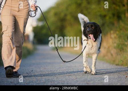 Teen Girl geht mit ihrem Hund an der Leine auf dem Weg. Haustierbesitzer mit tschechischem Sennenhund. Stockfoto