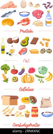 Nahrung nach Typ, Proteine und Fett, Zellulose-Vektor Stock Vektor