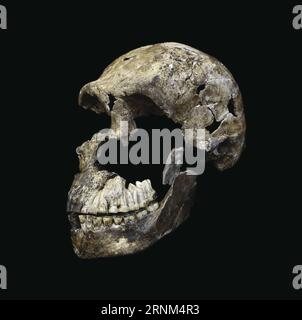 (170509) -- JOHANNESBURG, 9. Mai 2017 () -- das undatierte Foto der University of the Witwatersrand (WITS) zeigt den Neo-Schädel des Homo Naledi. Wissenschaftler um den südafrikanischen Professor Lee Berger von der University of the Witwatersrand gaben hier am Dienstag bekannt, dass das Rising Star Cave System enthüllt hat, dass es eine neue Hominin-Art namens Homo naledi enthielt, die irgendwann zwischen 335 und 236 Tausend Jahren lebte. Dies ist das erste Mal, dass nachgewiesen wurde, dass neben den ersten Menschen in Afrika eine andere Hominininart überlebt hat. (/WITS University/John Hawks) (zjy Stockfoto