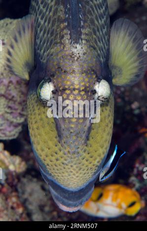 Titan Triggerfish, Balistoides viridescens, gereinigt von Bluestreak Cleaner Wrasse, Labroides dimidiatus, Whale Rock Tauchplatz, Fiabacet Island, M Stockfoto