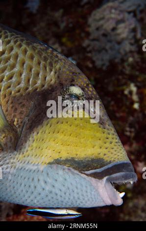 Titan Triggerfish, Balistoides viridescens, gereinigt von Bluestreak Cleaner Wrasse, Labroides dimidiatus, Whale Rock Tauchplatz, Fiabacet Island, M Stockfoto