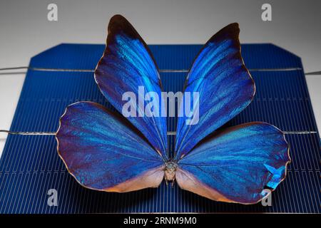 (170518) -- CANBERRA, 18. Mai 2017 -- Foto der Australian National University () zeigt einen blauen Morpho-Schmetterling auf einer Solarzelle in Canberra, Australien, 16. Mai 2017. Schmetterlingsflügel könnten dazu verwendet werden, neue Technologien in Solarzellen zu inspirieren, so Forscher, und fügen hinzu, dass das Filtern von Licht ein Hauptmerkmal zukünftiger Solarprojekte sein könnte. ) (zw) AUSTRALIA-CANBERRA--BUTTERFLY WINGS-TECHNOLOGY ANU PUBLICATIONxNOTxINxCHN Canberra 18. Mai 2017 Foto der Australian National University zeigt einen Blue Morpho Butterfly AUF einer Solarzelle in Canberra Australien 16. Mai 2017 Butterfly Wings Co Stockfoto