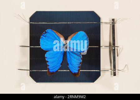 (170518) -- CANBERRA, 18. Mai 2017 -- Foto der Australian National University () zeigt einen blauen Morpho-Schmetterling auf einer Solarzelle in Canberra, Australien, 16. Mai 2017. Schmetterlingsflügel könnten dazu verwendet werden, neue Technologien in Solarzellen zu inspirieren, so Forscher, und fügen hinzu, dass das Filtern von Licht ein Hauptmerkmal zukünftiger Solarprojekte sein könnte. ) (zw) AUSTRALIA-CANBERRA--BUTTERFLY WINGS-TECHNOLOGY ANU PUBLICATIONxNOTxINxCHN Canberra 18. Mai 2017 Foto der Australian National University zeigt einen Blue Morpho Butterfly AUF einer Solarzelle in Canberra Australien 16. Mai 2017 Butterfly Wings Co Stockfoto