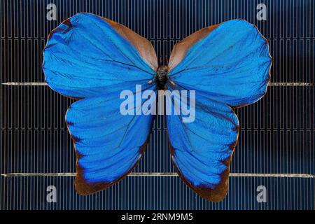 (170518) -- CANBERRA, 18. Mai 2017 -- Foto der Australian National University () zeigt einen blauen Morpho-Schmetterling auf einer Solarzelle in Canberra, Australien, 16. Mai 2017. Schmetterlingsflügel könnten dazu verwendet werden, neue Technologien in Solarzellen zu inspirieren, so Forscher, und fügen hinzu, dass das Filtern von Licht ein Hauptmerkmal zukünftiger Solarprojekte sein könnte. ) (zw) AUSTRALIA-CANBERRA--BUTTERFLY WINGS-TECHNOLOGY ANU PUBLICATIONxNOTxINxCHN Canberra 18. Mai 2017 Foto der Australian National University zeigt einen Blue Morpho Butterfly AUF einer Solarzelle in Canberra Australien 16. Mai 2017 Butterfly Wings Co Stockfoto