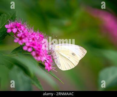Makro eines Weißkohlfalter-Bestäubens an einer Blume Stockfoto
