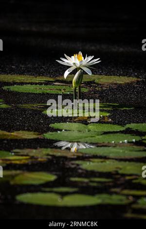 Eine weiße Seerose und Seerosenpads werden im frühen Morgenlicht gebadet, mit dunkel schattierten Ufern um den Wasserrand als Hintergrundkontrast. Stockfoto