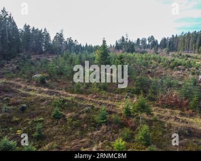 Waldverödung und Wiederaufforstung durch den Klimawandel in Bayern im Wald Stockfoto