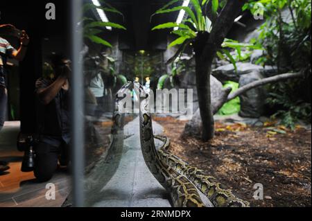 (170524) -- SINGAPUR, 24. Mai 2017 -- am 24. Mai 2017 wird Eine Netzpython in der neu gestalteten Reptilienausstellung im Zoo von Singapur ausgestellt. Der Zoo von Singapur hielt am Mittwoch eine Medienvorschau ab und lud eine Gruppe von Kindern ein, sich die neueste Ausstellung RepTopia anzusehen, die ab Mai 27 für Besucher geöffnet wird. ) (zy) SINGAPUR-ZOO-ÜBERARBEITETE REPTILIENAUSSTELLUNG ThenxChihxWey PUBLICATIONxNOTxINxCHN Singapur 24. Mai 2017 eine retikulierte Python WIRD AUF DER überarbeiteten Reptilienausstellung IM Zoo von Singapur AM 24. Mai 2017 ausgestellt The Singapore Zoo Hero A Media Preview AM Mittwoch und lud eine Gruppe von Kindern nach Vie ein Stockfoto