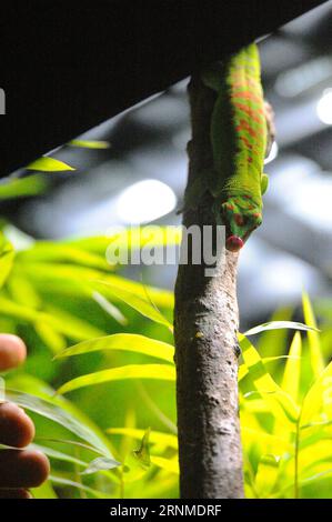 (170524) -- SINGAPUR, 24. Mai 2017 -- Ein Madagaskar-Gigantag-Gecko wird am 24. Mai 2017 auf der neu gestalteten Reptilienausstellung im Zoo von Singapur ausgestellt. Der Zoo von Singapur hielt am Mittwoch eine Medienvorschau ab und lud eine Gruppe von Kindern ein, sich die neueste Ausstellung RepTopia anzusehen, die ab Mai 27 für Besucher geöffnet wird. ) (zy) SINGAPUR-ZOO-ÜBERARBEITETE REPTILIENAUSSTELLUNG ThenxChihxWey PUBLICATIONxNOTxINxCHN Singapur 24. Mai 2017 ein MADAGASKAR Giant Day Gecko WIRD AUF DER überarbeiteten Reptilienausstellung IM Zoo von Singapur AM 24. Mai 2017 ausgestellt The Singapore Zoo Hero A Media Preview AM Mittwoch und hat eine Gruppe von eingeladen Stockfoto