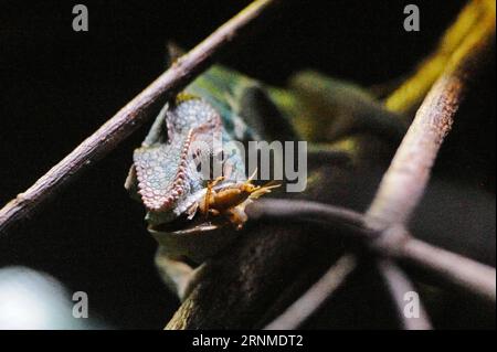 (170524) -- SINGAPUR, 24. Mai 2017 -- Ein Panther-Chamäleon ernährt sich von einem Kricket bei der neu gestalteten Reptilienausstellung im Zoo von Singapur am 24. Mai 2017. Der Zoo von Singapur hielt am Mittwoch eine Medienvorschau ab und lud eine Gruppe von Kindern ein, sich die neueste Ausstellung RepTopia anzusehen, die ab Mai 27 für Besucher geöffnet wird. ) (zy) SINGAPUR-ZOO-ÜBERARBEITETE REPTILIENAUSSTELLUNG ThenxChihxWey PUBLICATIONxNOTxINxCHN Singapur 24. Mai 2017 ein Panther Chameleon ernährt sich VON einem Kricket BEI der überarbeiteten Reptilienausstellung IM Zoo VON Singapur AM 24. Mai 2017 The Singapore Zoo Hero A Media Preview AM Mittwoch und lud eine Gruppe VON Kindern ein Stockfoto