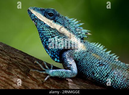 (170528) -- PEKING, 28. Mai 2017 -- Ein Myanmar Blue Chameleon ruht auf dem Zweig eines Baumes in Nay Pyi Taw, Myanmar, 27. Mai 2017. ) XINHUA PHOTO WEEKLY CHOICES UxAung PUBLICATIONxNOTxINxCHN Peking Mai 28 2017 ein Myanmar Blue Chameleon liegt AUF dem Zweig eines Baumes in Nay Pyi Taw Myanmar Mai 27 2017 XINHUA Photo Weekly choices UxAung PUBLICATIONxNOTxINxCHN Stockfoto