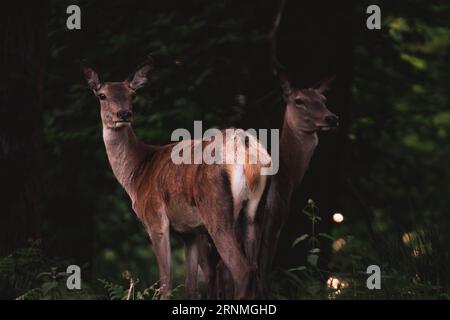 Zwei Hirschweibchen, die mit umgedrehtem Hals nach hinten schauten, standen inmitten von dunkelgrünem Wald und Sträuchern Stockfoto