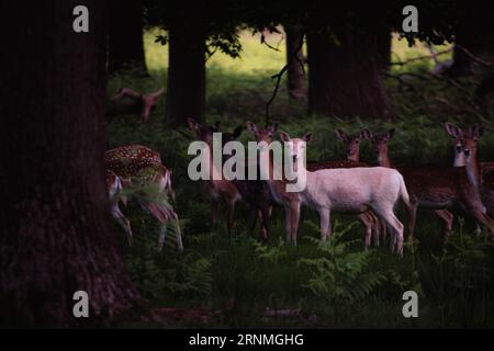 Herde von Hirschen mit gefleckten braunen und weißen Hirschen, die alle in eine Richtung blicken, in Synchronisation mit den Bäumen in der Umgebung Stockfoto