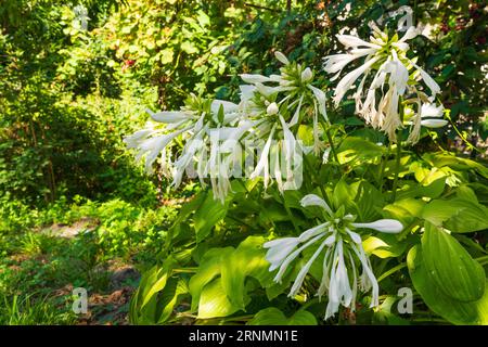 Weiße Hosta-Pflanze blüht im Garten Stockfoto