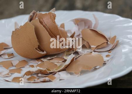 Zerkleinerte Eierschale auf der Platte, cn wird als kalziumhaltiger und mineralreicher Zusatzstoff für Wildvögel- und Hühnerfutter, Gartendünger, verwendet, um die Th zu verbessern Stockfoto