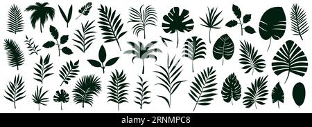 Silhouetten von Palmblättern isoliert auf weißem Hintergrund. Schwarzes Laub. Vektorillustration Stock Vektor
