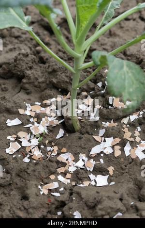 Zerkleinerte Eischalen um Pflanzen als organischer Dünger im Hausgarten und als wirksame Schranke für Schnecken Stockfoto