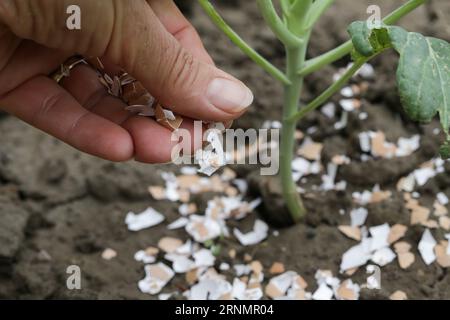 Zerkleinerte Eischalen um Pflanzen als organischer Dünger im Hausgarten und als wirksame Schranke für Schnecken Stockfoto