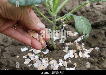 Zerkleinerte Eischalen um Pflanzen als organischer Dünger im Hausgarten und als wirksame Schranke für Schnecken Stockfoto