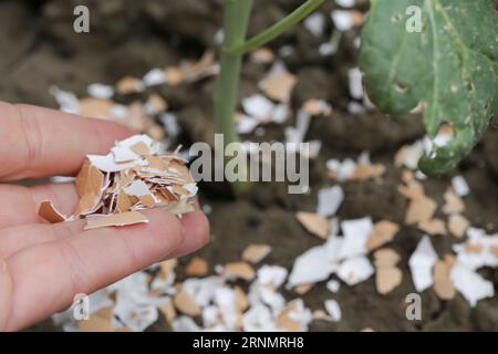 Zerkleinerte Eischalen um Pflanzen als organischer Dünger im Hausgarten und als wirksame Schranke für Schnecken Stockfoto