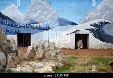 (170610) -- XINING, 10. Juni 2017 -- Ein Schneeleopardenjunge spaziert im Wildtierzoo in Xining, Hauptstadt der nordwestchinesischen Provinz Qinghai, 10. Juni 2017. Das weibliche Jungtier, der einzige Schneeleopard, der in China künstlich gezüchtet wurde, wurde am Samstag ein Jahr alt. (zhs) CHINA-XINING-SNOW LEOPARD (CN) ZhangxHongxiang PUBLICATIONxNOTxINxCHN Xining 10. Juni 2017 ein SCHNEELEOPARDEN-JUNGTIER spaziert im Wildlife Zoo in Xining, der Hauptstadt des Nordwestens Chinas, S Qinghai 10. Juni 2017 das weibliche JUNGTIER wurde AM Samstag ein Jahr alt zhs China Xi Stockfoto