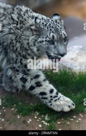 (170610) -- XINING, 10. Juni 2017 -- Ein Schneeleopardenjunge spaziert im Wildtierzoo in Xining, Hauptstadt der nordwestchinesischen Provinz Qinghai, 10. Juni 2017. Das weibliche Jungtier, der einzige Schneeleopard, der in China künstlich gezüchtet wurde, wurde am Samstag ein Jahr alt. (zhs) CHINA-XINING-SNOW LEOPARD (CN) ZhangxHongxiang PUBLICATIONxNOTxINxCHN Xining 10. Juni 2017 ein SCHNEELEOPARDEN-JUNGTIER spaziert im Wildlife Zoo in Xining, der Hauptstadt des Nordwestens Chinas, S Qinghai 10. Juni 2017 das weibliche JUNGTIER wurde AM Samstag ein Jahr alt zhs China Xi Stockfoto