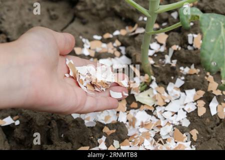 Zerkleinerte Eischalen um Pflanzen als organischer Dünger im Hausgarten und als wirksame Schranke für Schnecken Stockfoto