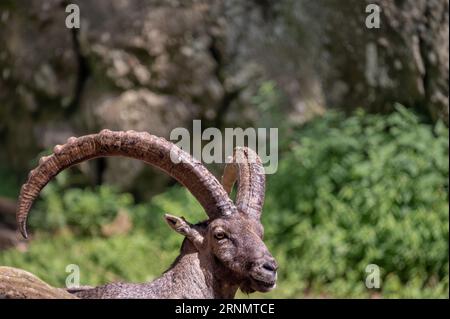 Porträt einer Ziege. Steinbock. Capra Steinbock, der die Augen schließt. Ein männliches Bouquetin ruht. Stockfoto