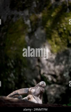 Porträt einer Ziege. Steinbock. Capra Steinbock, der die Augen schließt. Ein männliches Bouquetin ruht. Stockfoto