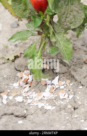 Zerkleinerte Eischalen um Pflanzen als organischer Dünger im Hausgarten und als wirksame Schranke für Schnecken Stockfoto