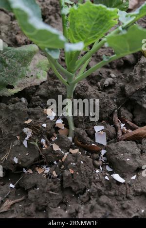 Zerkleinerte Eischalen um Pflanzen als organischer Dünger im Hausgarten und als wirksame Schranke für Schnecken Stockfoto