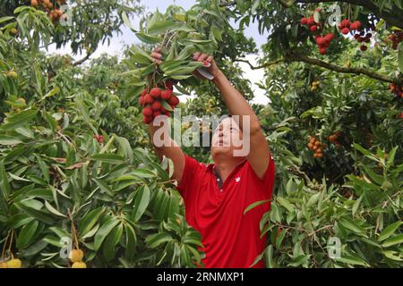 (170615) -- HANOI, 15. Juni 2017 -- Ein Bauer pickt Litchi im Bezirk Luc Ngan, Provinz Bac Giang, Vietnam, am 12. Juni 2017. Angesichts einer mageren Ernte, aber mit guten Preisen, intensiviert Vietnams Litchi-Wachstumsknotenpunkt den Anbau der saftigen Früchte nach internationalen Standards und exportiert die Hälfte seiner Produktion nach China. ) (Jmmn) VIETNAM-HANOI-LITCHI LexYanna PUBLICATIONxNOTxINxCHN 170615 Hanoi 15. Juni 2017 ein Landwirt pickt Litchi im Luc Ngan Bezirk Bac Giang Provinz Vietnam AM 12. Juni 2017 vor einer Lean Harvest, aber mit guten Preisen Vietnam S Litchi Growing Hub IST int Stockfoto