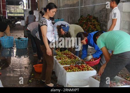 (170615) -- HANOI, 15. Juni 2017 -- Leute packen Litchi für den Verkauf in Luc Ngan Bezirk, Bac Giang Provinz, Vietnam, am 12. Juni 2017. Angesichts einer mageren Ernte, aber mit guten Preisen, intensiviert Vietnams Litchi-Wachstumsknotenpunkt den Anbau der saftigen Früchte nach internationalen Standards und exportiert die Hälfte seiner Produktion nach China. ) (Jmmn) VIETNAM-HANOI-LITCHI LexYanna PUBLICATIONxNOTxINxCHN 170615 Hanoi 15. Juni 2017 Prominente Paket Litchi zum Verkauf in Luc Ngan Bezirk Bac Giang Provinz Vietnam AM 12. Juni 2017 vor einer Lean Ernte, aber genießen gute Preise Vietna Stockfoto