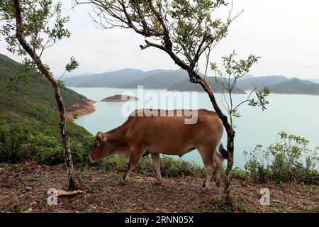 (170618) -- HONG KONG, 18. Juni 2017 -- Eine Kuh spaziert im Hong Kong UNESCO Global Geopark in Hong Kong, Südchina, 16. Juni 2017. )(wsw) CHINA-HONG KONG-UNESCO GLOBAL GEOPARK (CN) LixPeng PUBLICATIONxNOTxINxCHN Hong Kong 18. Juni 2017 eine Kuhwanderung IM Hong Kong UNESCO Global Geopark in Hong Kong Südchina 16. Juni 2017 WSW China Hong Kong UNESCO Global Geopark CN LixPeng PUBLICATIONxNOTxINxCHN Stockfoto