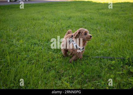 Cremefarbener australischer Labradoodle-Welpe, der draußen auf dem Gras steht und von oben nach oben schaut Stockfoto