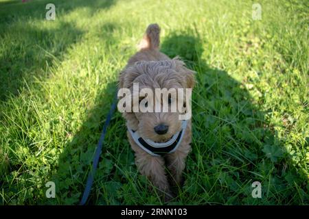 Cremefarbener australischer Labradoodle-Welpe, der draußen auf dem Gras steht und von oben nach oben schaut Stockfoto