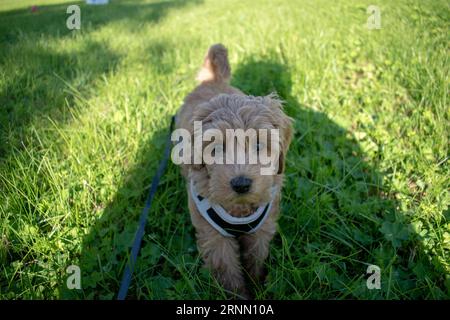 Cremefarbener australischer Labradoodle-Welpe, der draußen auf dem Gras steht und von oben nach oben schaut Stockfoto