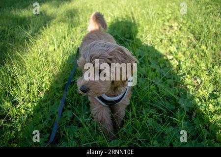 Cremefarbener australischer Labradoodle-Welpe, der draußen auf dem Gras steht und von oben nach oben schaut Stockfoto